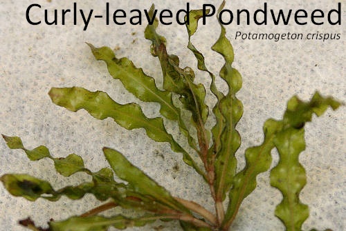 CurlyleavedPondweed1