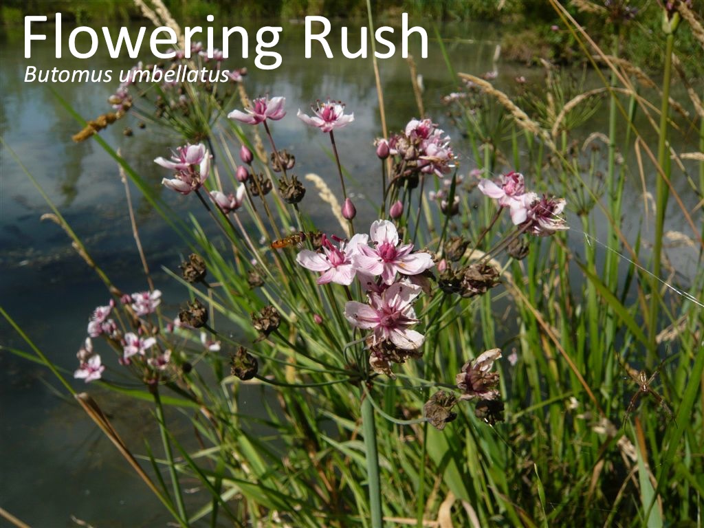 Flowering Rush3_good
