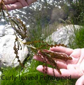 curly-leaf-pondweed