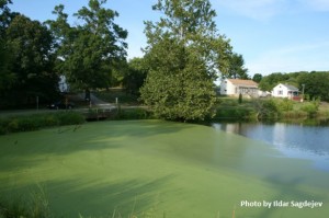 algae-lagoon-in-swepsonville-nc-cr-ildar-sagdejev-wc