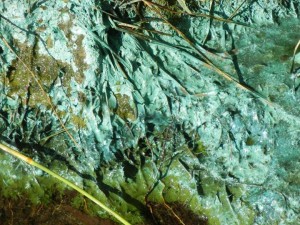 decaying cyanobacteria at Pine Lake