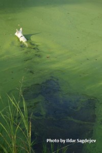 dog-swimming-in-algae-bloom-ildar-sagdejev-wc