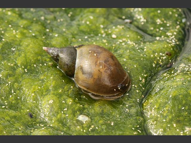 snail_great_pond_lymnaea_stagnalis_09-06-11_1